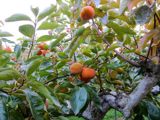 20151106_01.jpg